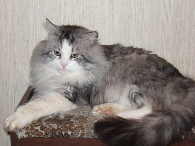 Iskander Grey Marcell.jpg