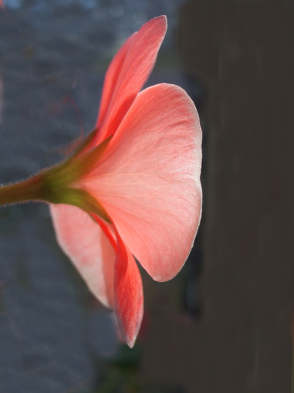 fuschia