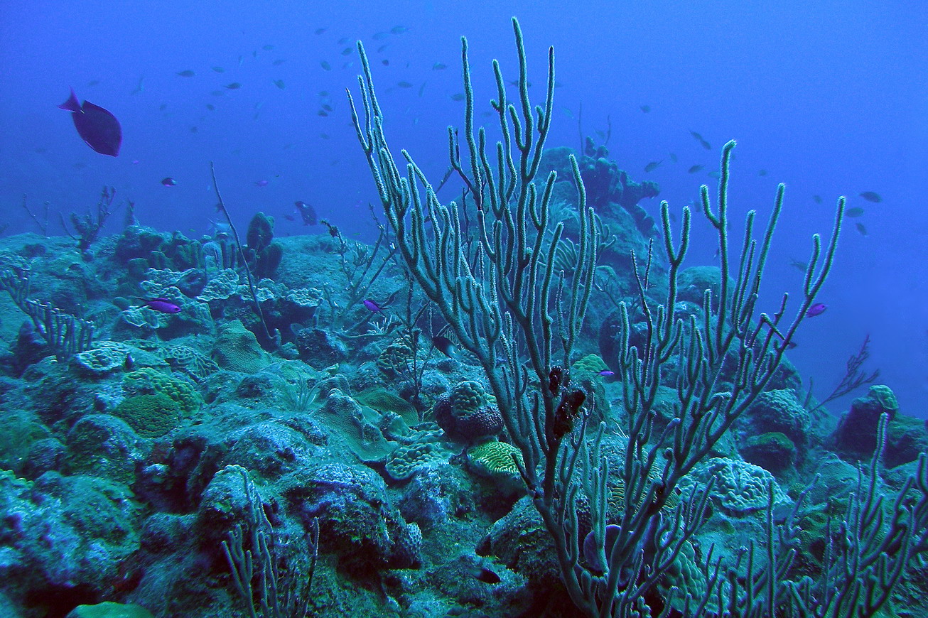 H15--Underwater Saba, Hot Springs Reef