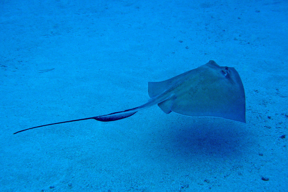 H60--Underwater St Maarten, The Bridge site, ray