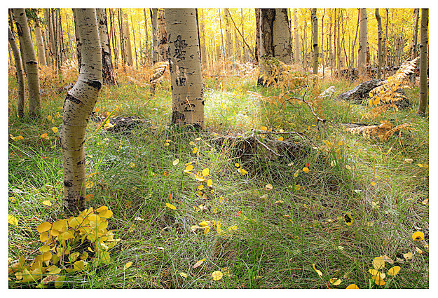 Carpet of Fall