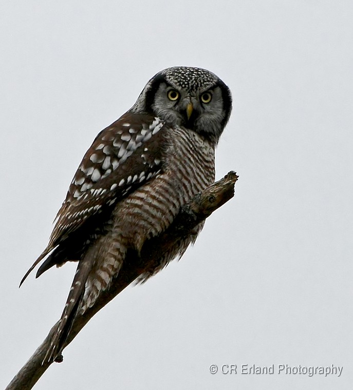 Northern Hawk Owl