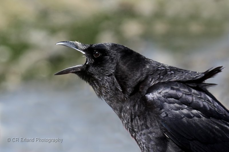 American Crow