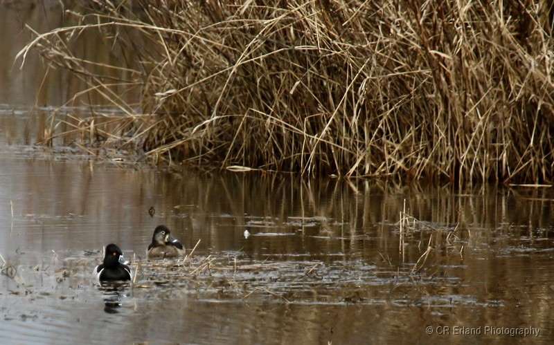Ring-necked Ducks on the Marsh