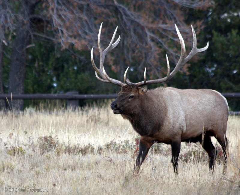 Bull Elk