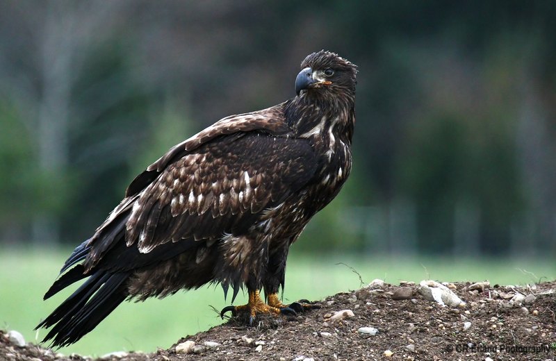 Immature Bald Eagle