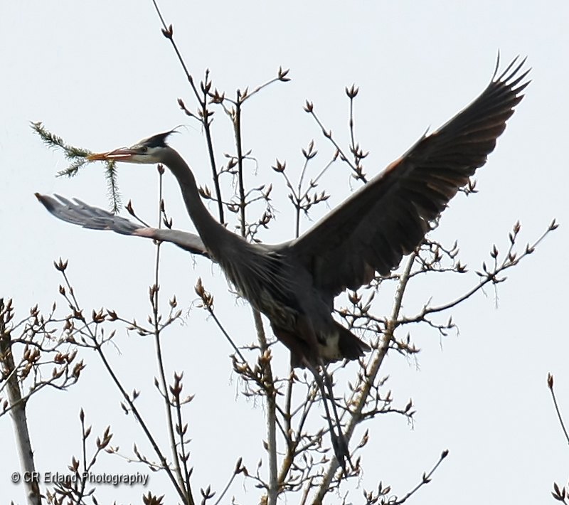 Lining the Nest