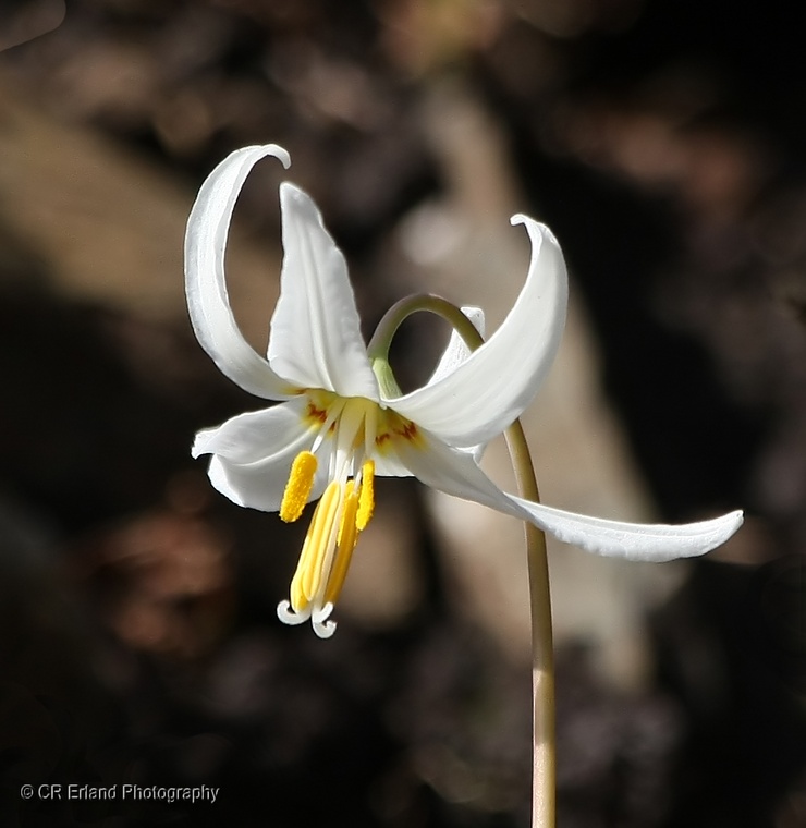 White Fawn Lily