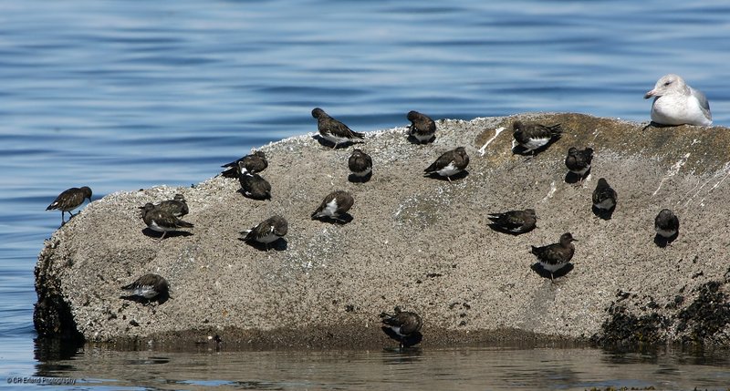 19 Black Turnstones and a Gull