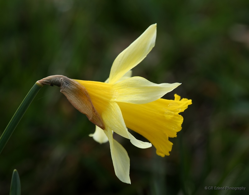 The Golden Daffodil