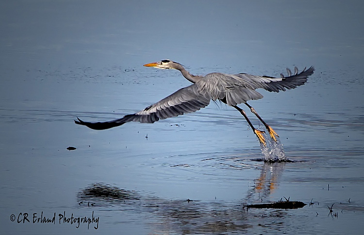 Great Blue Heron