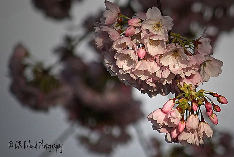 Cherry Blossom Time