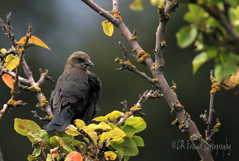 Female Brewer's Blackbird