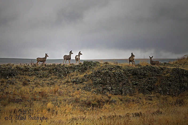 Evening on the Scablands