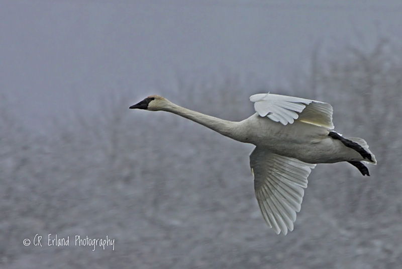 Trumpeter in the Snow