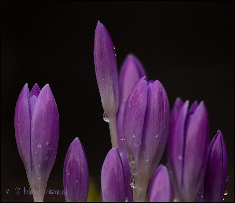 Purple Splendor