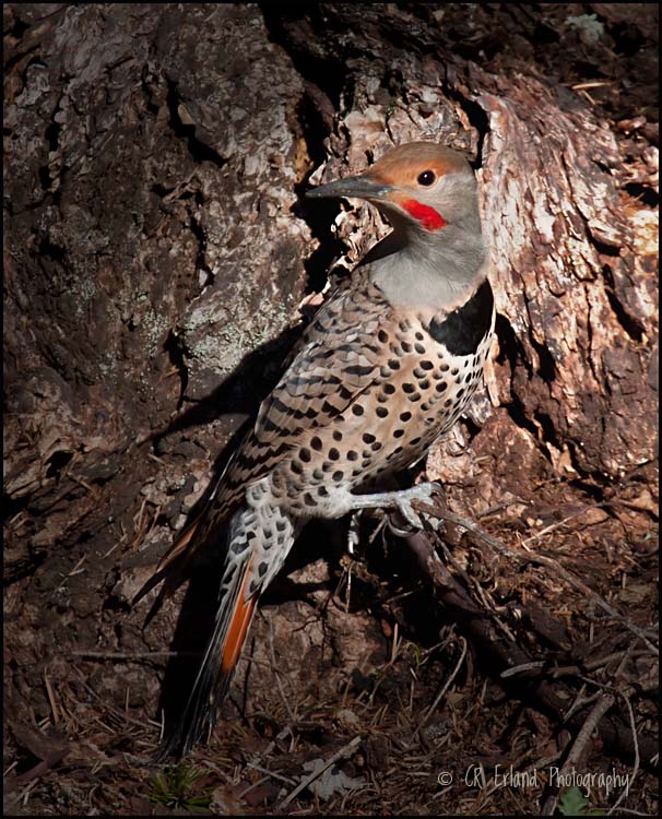 Northern Flicker