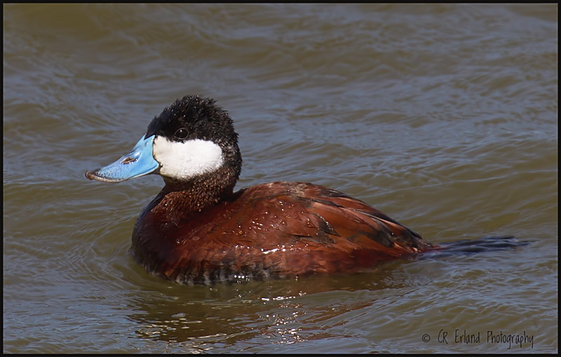 Ruddy Duck