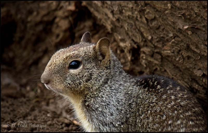 Ground Squirrel