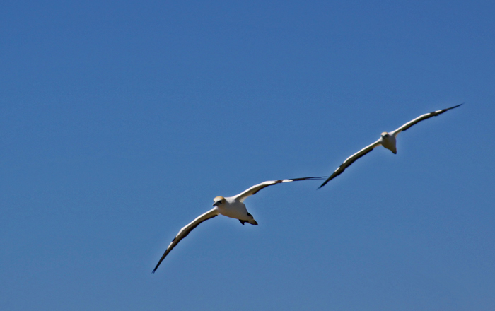 SOARING