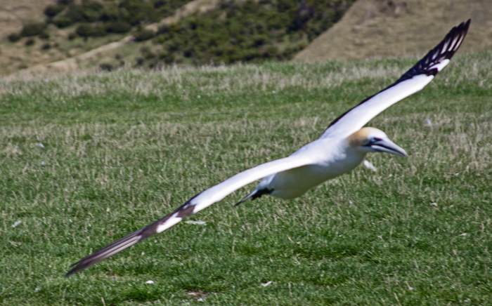 FINAL APPROACH