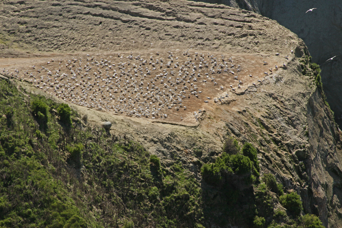 A THIRD GANNET COLONY
