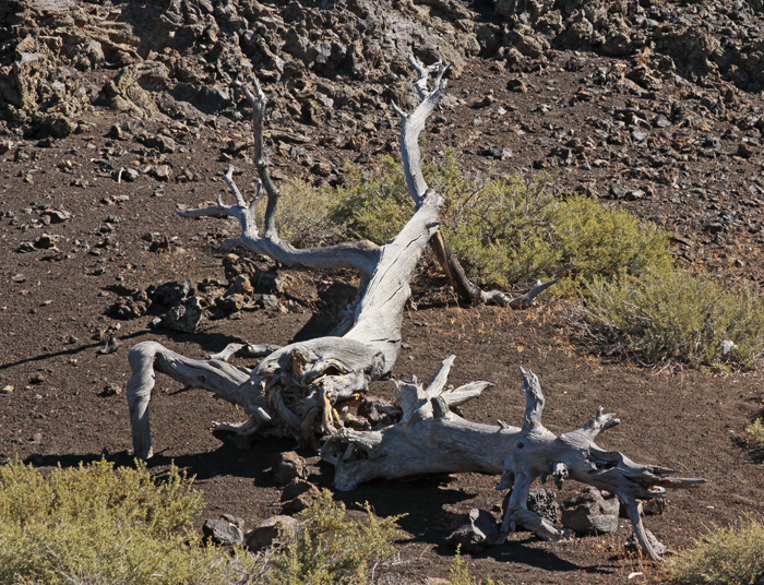 BLEACHING TREE