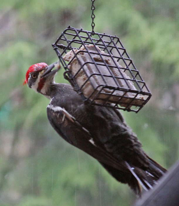 PILEATED WOODPECKER