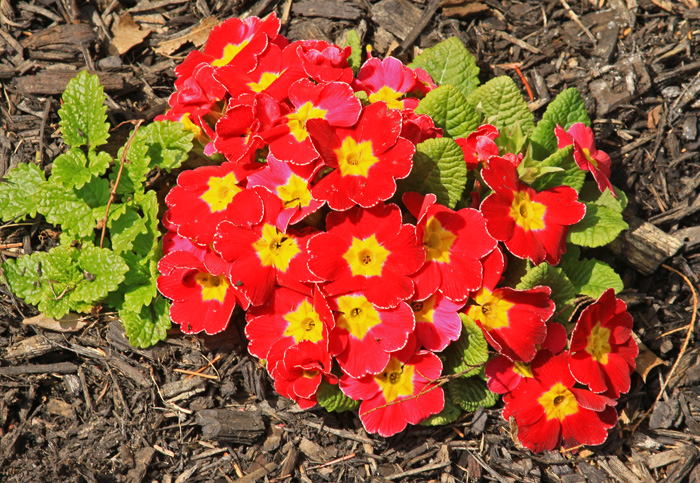 PRIMROSE:  SPRING FLOWER IN GARDEN