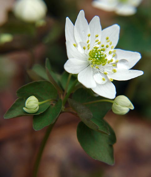 Rue Anemone 3