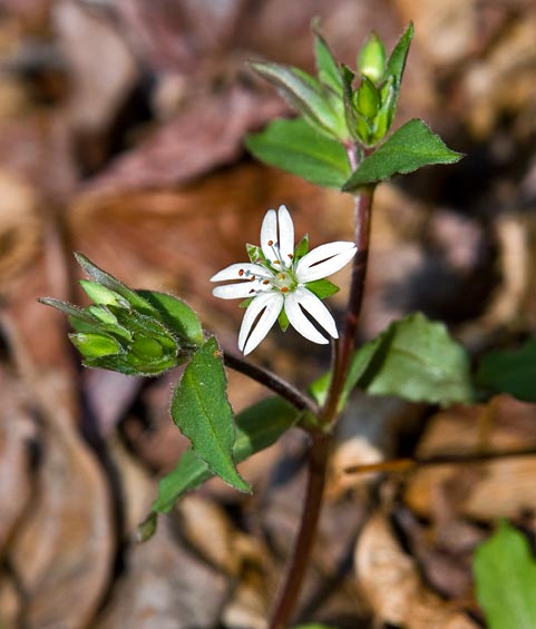 Chestnut Ridge Heritage Preserve 3