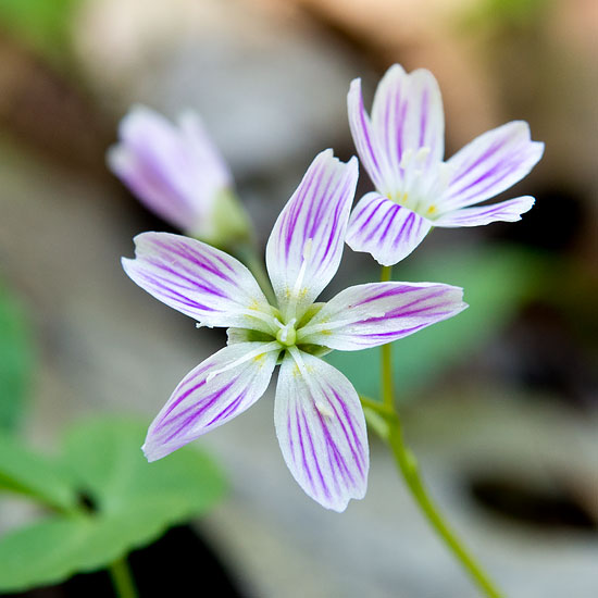 Carolina Spring Beauty 2