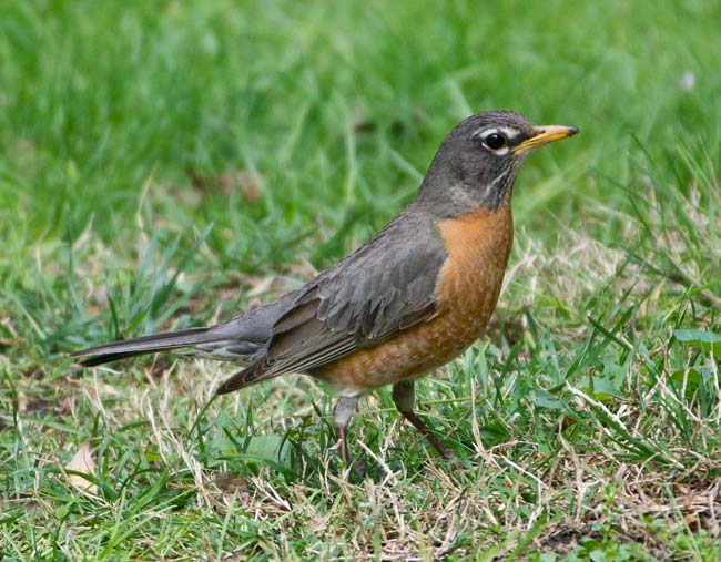 American Robin 1