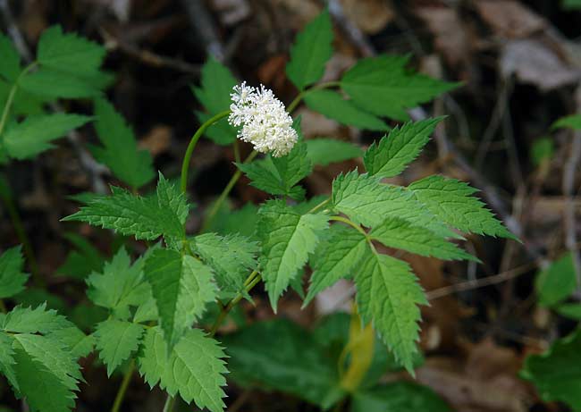 White Baneberry 1