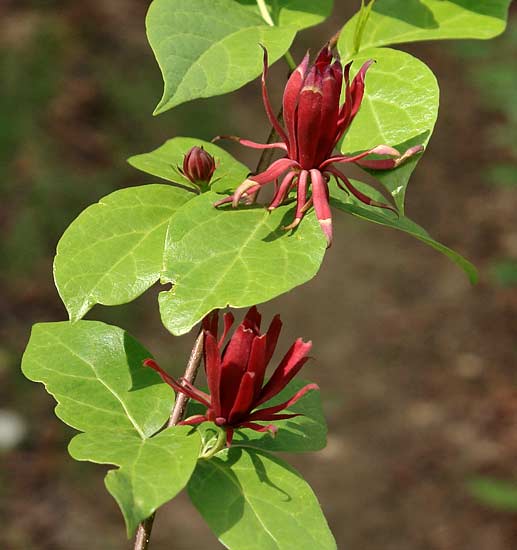 Carolina Allspice