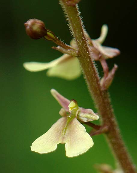 Twayblade close up