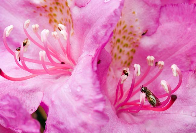 Rhododendron Gardens 3