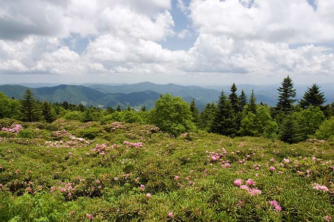 Rhododendron Gardens 5