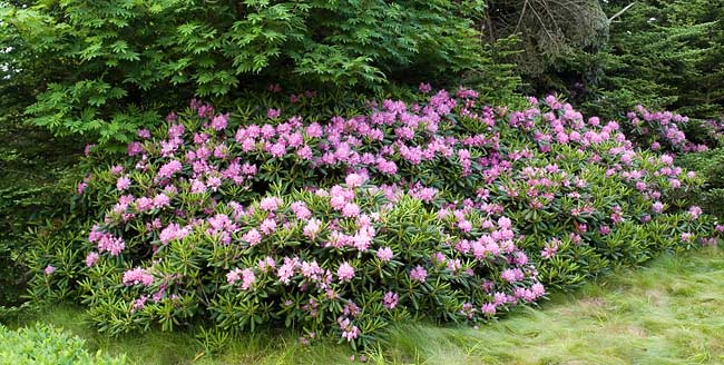 Rhododendron Gardens 9