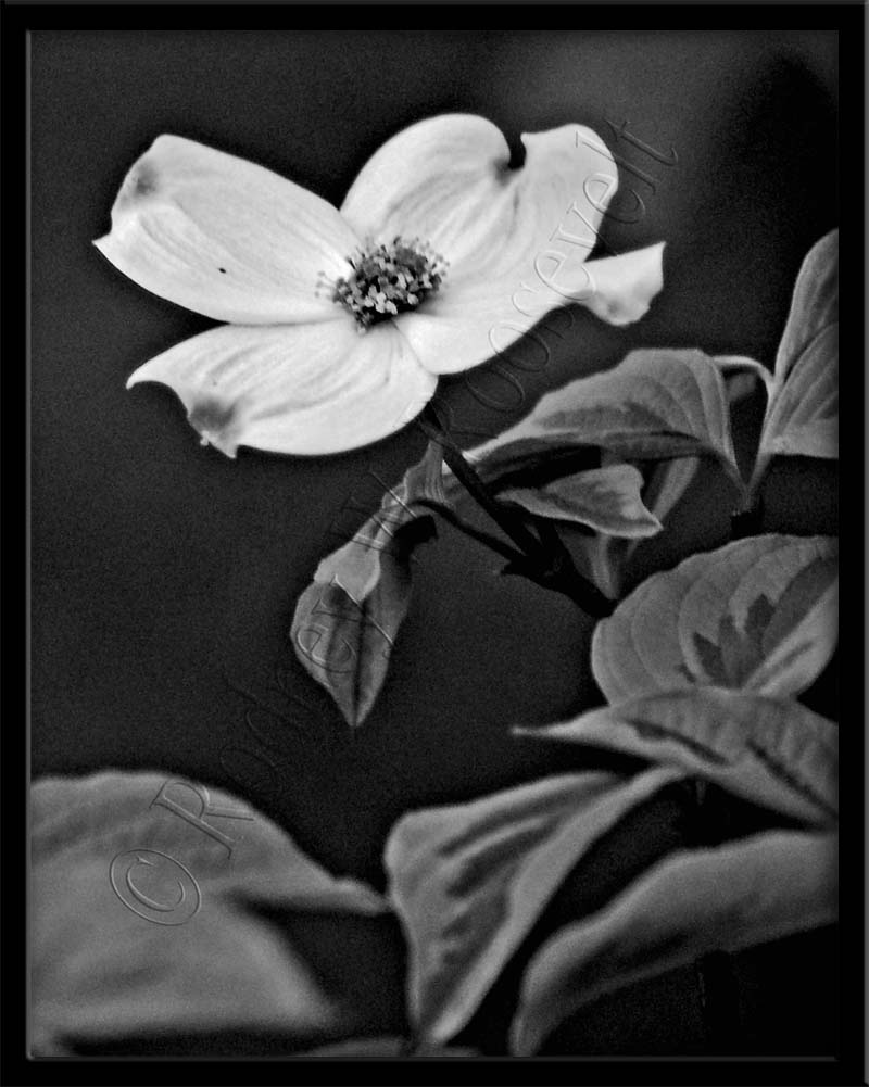 monochrome bloom.jpg