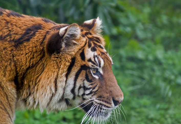 Captive Wilderness.
