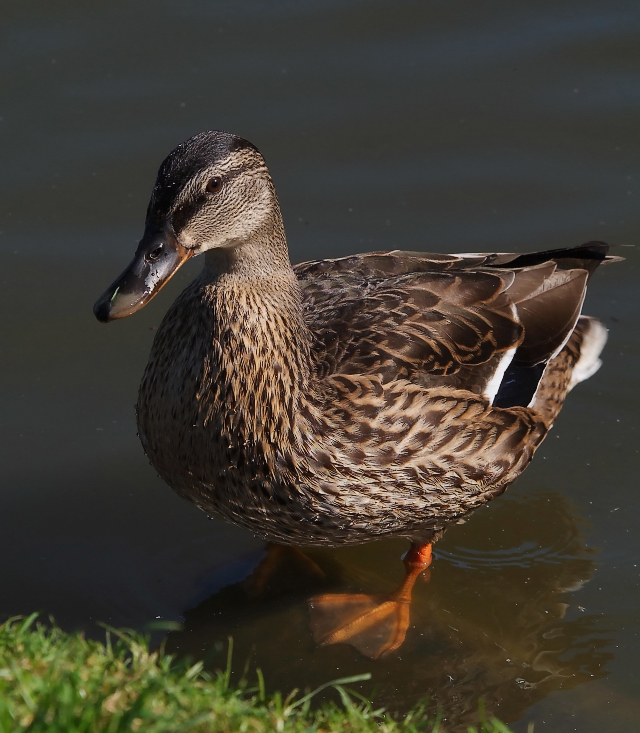 The Duck Family.