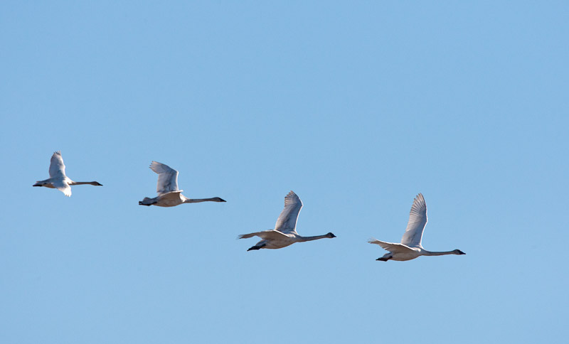 20110424_Exshaw_0083.jpg