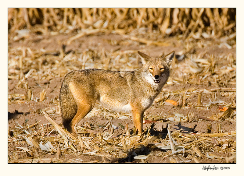 Coyote_P9E0121.jpg