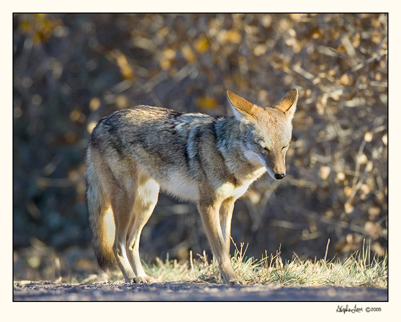 Coyote_P9E6650.jpg