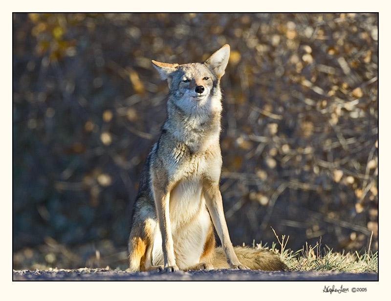 Coyote_P9E6651.jpg