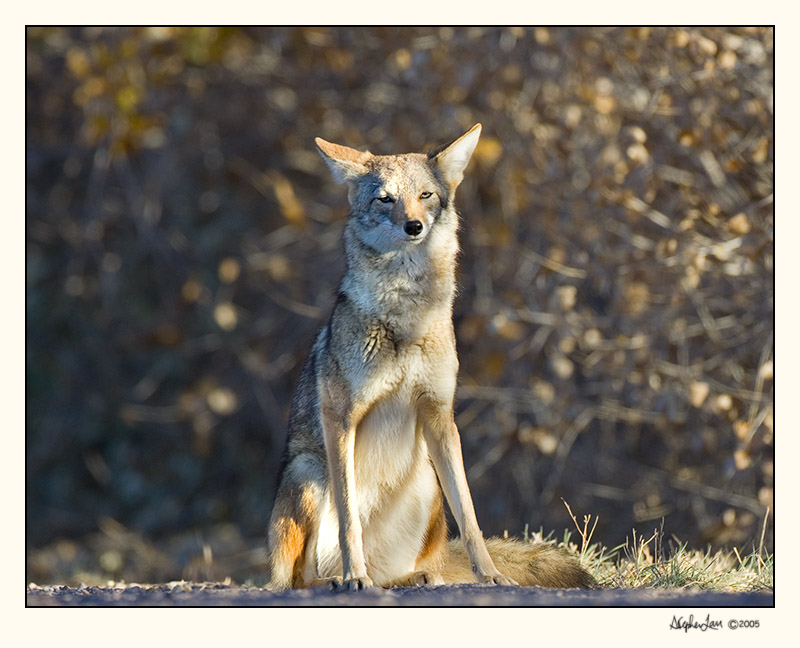 Coyote_P9E6652 .jpg