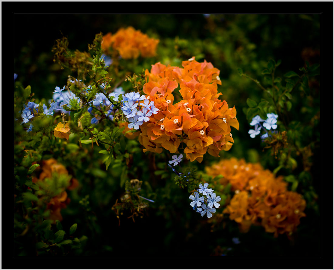 Bougainvillea