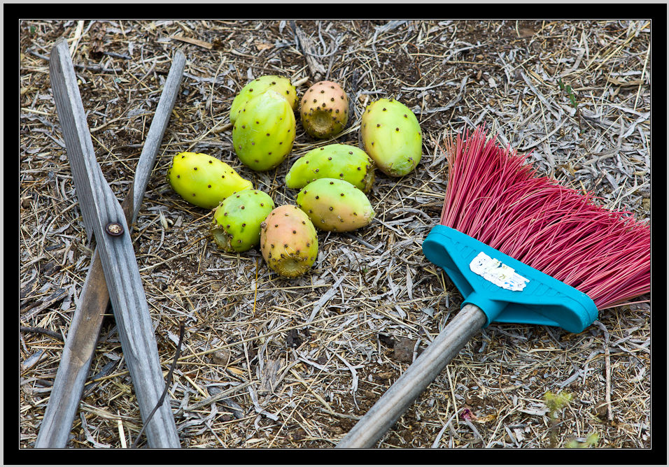 Cactus fruits