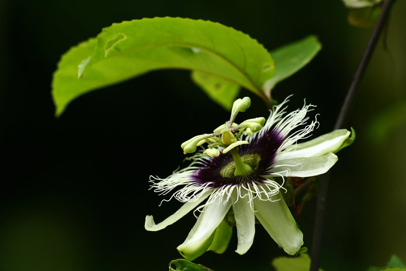Passion fruit